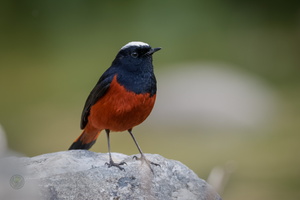 White-capped redstart (Chaimarrornis leucocephalus) (3)