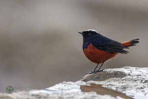 White-capped Water-redstart (Phoenicurus leucocephalus)01