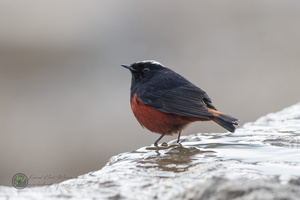 White-capped Water-redstart (Phoenicurus leucocephalus)02