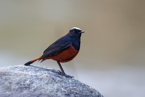 White-capped Water-redstart (Phoenicurus leucocephalus)03