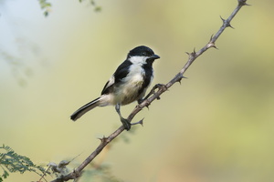 White-naped Tit (Machlolophus nuchalis)