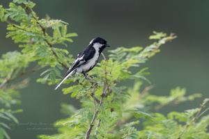 White-naped Tit (Machlolophus nuchalis) 