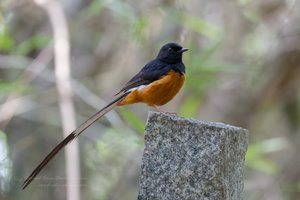 White-rumped Shama (Kittacincla malabarica)