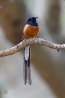 White-rumped Shama (Kittacincla malabarica)01