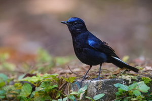 White-tailed Robin (Myiomela leucura) (1)