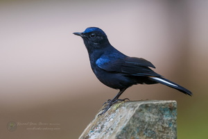 White-tailed Robin (Myiomela leucura) (3)
