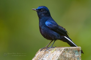 White-tailed Robin (Myiomela leucura) (4)
