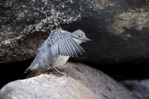 white-throated dipper (Cinclus cinclus) (1)