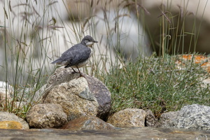 white-throated dipper (Cinclus cinclus) (2)