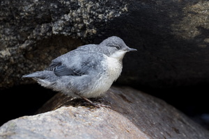 white-throated dipper (Cinclus cinclus) (3)