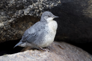 white-throated dipper (Cinclus cinclus) (4)