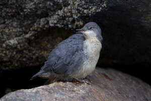 white-throated dipper (Cinclus cinclus) (5)