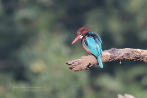 White-throated Kingfisher (Halcyon smyrnensis) (1)