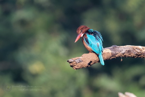 White-throated Kingfisher (Halcyon smyrnensis) (2)