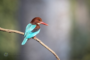 white-throated kingfisher (Halcyon smyrnensis)01