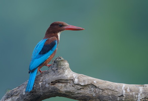 white-throated kingfisher (Halcyon smyrnensis)03