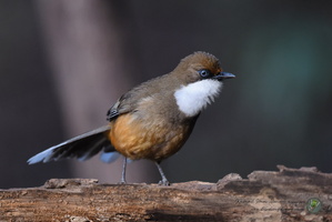 White-throated Laughingthrush (Garrulax albogularis)