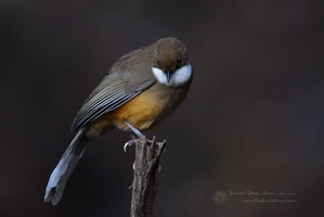 White-throated Laughingthrush (Garrulax albogularis)01