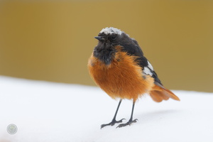 White-winged Redstart (Phoenicurus erythrogastrus) (1)
