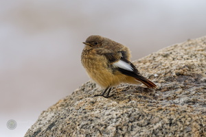 White-winged Redstart (Phoenicurus erythrogastrus) (2)