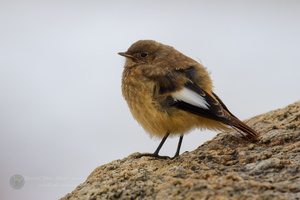 White-winged Redstart (Phoenicurus erythrogastrus) (3)