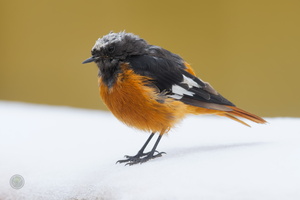 White-winged Redstart (Phoenicurus erythrogastrus) (4)