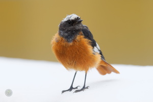 White-winged Redstart (Phoenicurus erythrogastrus) (5)