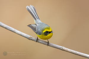 Yellow-bellied Fantail (Chelidorhynx hypoxanthus) (2)