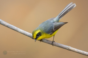 Yellow-bellied Fantail (Chelidorhynx hypoxanthus) (3)