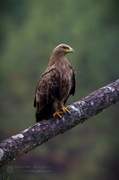 Yellow-bellied Fantail (Chelidorhynx hypoxanthus) (10)