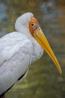 Yellow-billed stork (Mycteria ibis)