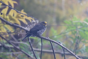 Yellow-rumped Honeyguide (Indicator xanthonotus)