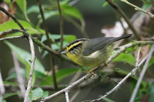 Yellow-throated Fulvetta (Alcippe cinerea)