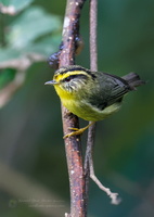 Yellow-throated Fulvetta (Alcippe cinerea)01