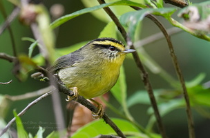 Yellow-throated Fulvetta (Alcippe cinerea)02