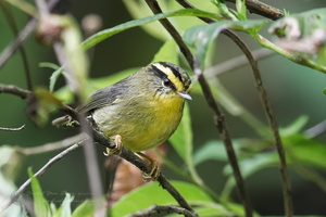 Yellow-throated Fulvetta (Alcippe cinerea)03