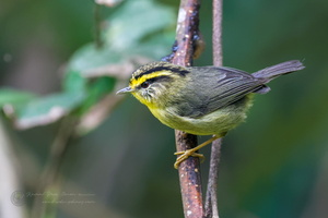 Yellow-throated Fulvetta (Alcippe cinerea)04