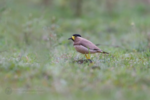 Yellow-wattled Lapwing (Vanellus malabaricus)