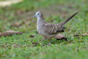 Zebra Dove (Geopelia striata) (1)