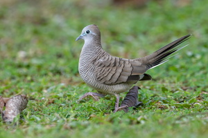 Zebra Dove (Geopelia striata) (2)