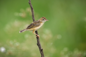 Zitting Cisticola (Cisticola juncidis) (1)