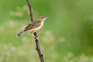 Zitting Cisticola (Cisticola juncidis) (2)