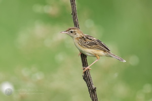 Zitting Cisticola (Cisticola juncidis) (3)