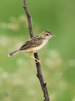 Zitting Cisticola (Cisticola juncidis) (4)
