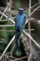 Ashy Drongo (Dicrurus leucophaeus) (1)