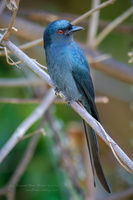 Ashy Drongo (Dicrurus leucophaeus) (2)