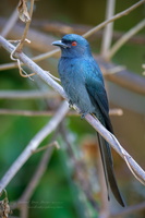 Ashy Drongo (Dicrurus leucophaeus) (3)