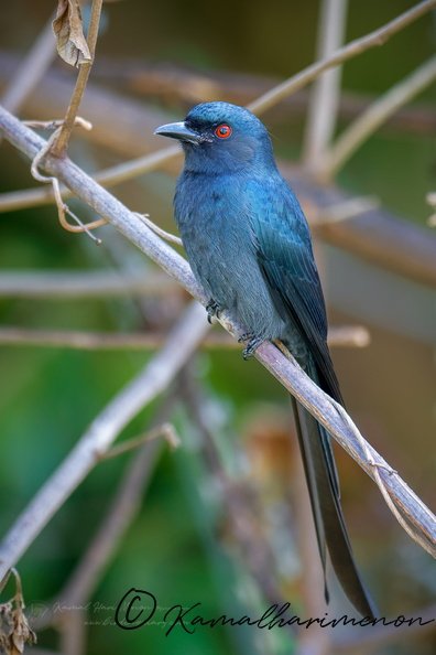 Ashy Drongo (Dicrurus leucophaeus) (3).jpg