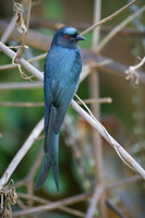 Ashy Drongo (Dicrurus leucophaeus) (4)
