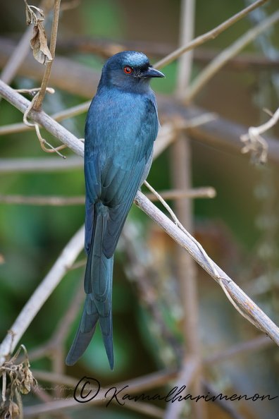 Ashy Drongo (Dicrurus leucophaeus) (4).jpg